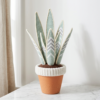 Moonlight Snake Plant Amigurumi Free Crochet Pattern